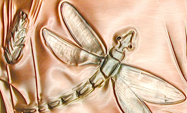 Dancing Dragonfly closeup